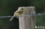 Cirlgors (Emberiza cirlus)