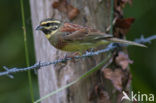 Cirlgors (Emberiza cirlus)