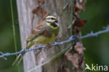 Cirlgors (Emberiza cirlus)