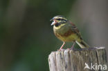 Cirlgors (Emberiza cirlus)