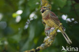 Cirlgors (Emberiza cirlus)