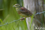 Cirl bunting (Emberiza cirlus)