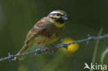 Cirl bunting (Emberiza cirlus)