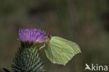 Citroenvlinder (Gonepteryx rhamni)