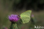 Citroenvlinder (Gonepteryx rhamni)