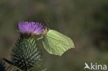 Citroenvlinder (Gonepteryx rhamni)