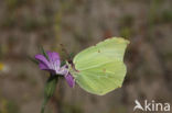 Citroenvlinder (Gonepteryx rhamni)