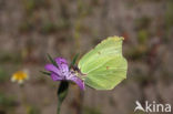 Citroenvlinder (Gonepteryx rhamni)