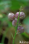 Dalkruid (Maianthemum bifolium)