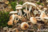 Dennenvlamhoed (Gymnopilus sapineus)