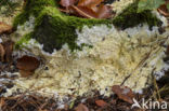 Cylindrobasidium laeve