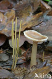 Macrotyphula juncea
