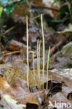 Macrotyphula juncea