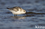 Drieteenstrandloper (Calidris alba)