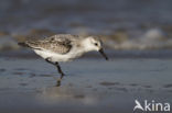 Drieteenstrandloper (Calidris alba)