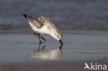 Drieteenstrandloper (Calidris alba)