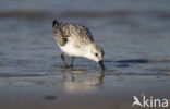 Drieteenstrandloper (Calidris alba)