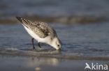 Drieteenstrandloper (Calidris alba)