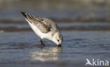 Drieteenstrandloper (Calidris alba)