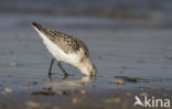 Drieteenstrandloper (Calidris alba)