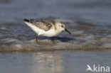 Drieteenstrandloper (Calidris alba)