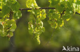 Grape-vine