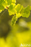 Grape-vine