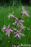 Echte koekoeksbloem (Lychnis flos-cuculi)