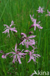 Echte koekoeksbloem (Lychnis flos-cuculi)