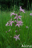 Echte koekoeksbloem (Lychnis flos-cuculi)