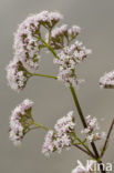 Common Valerian (Valeriana officinalis)