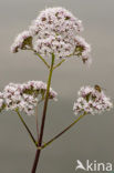 Echte valeriaan (Valeriana officinalis)