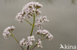 Common Valerian (Valeriana officinalis)