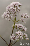 Common Valerian (Valeriana officinalis)