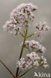 Echte valeriaan (Valeriana officinalis)