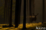 Red Deer (Cervus elaphus)