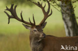 Red Deer (Cervus elaphus)