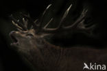 Red Deer (Cervus elaphus)