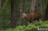 Red Deer (Cervus elaphus)