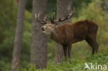 Red Deer (Cervus elaphus)