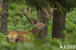 Red Deer (Cervus elaphus)