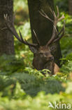 Red Deer (Cervus elaphus)