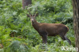 Red Deer (Cervus elaphus)