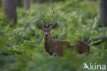 Red Deer (Cervus elaphus)
