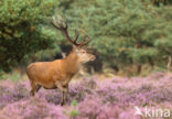 Red Deer (Cervus elaphus)