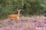 Red Deer (Cervus elaphus)