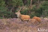 Red Deer (Cervus elaphus)