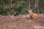 Red Deer (Cervus elaphus)