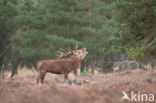 Red Deer (Cervus elaphus)