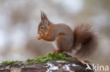 Red Squirrel (Sciurus vulgaris)